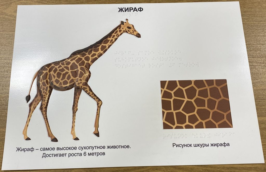 На фото: тактильный постер с изображением жирафа  